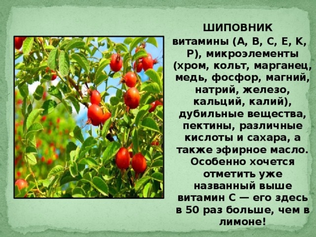 Бруснивер. Инструкция по применению сбор, чай, таблетки. Цена, аналоги