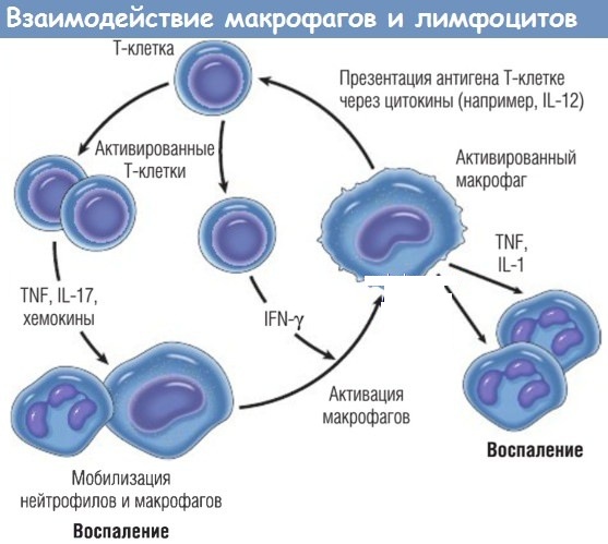 Деринат (Derinat) уколы 10 ампул. Цена, инструкция по применению, аналоги, отзывы врачей иммунологов