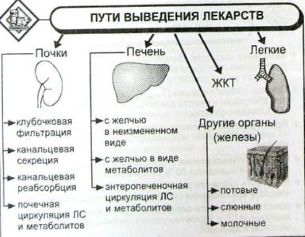 Экскреция в фармакологии, медицине. Определение, что это такое, расшифровка