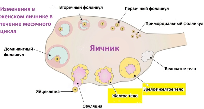 Фолликулы в яичниках. Норма количество в 30-40-50 лет, при беременности, менопаузе, размеры
