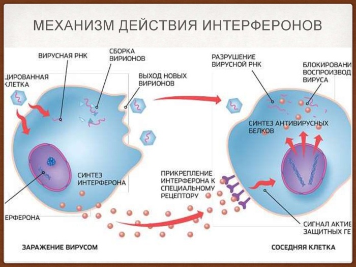 Офтальмоферон (Oftalmoferon) глазные капли. Отзывы, инструкция по применению, аналоги, цена