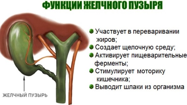 Изгиб желчного пузыря у ребенка. Симптомы, лечение, диета