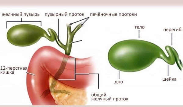 Изгиб желчного пузыря у ребенка. Симптомы, лечение, диета