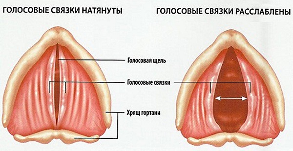Как лечить осипший голос у взрослого. Народные средства, медикаменты, гомеопатия