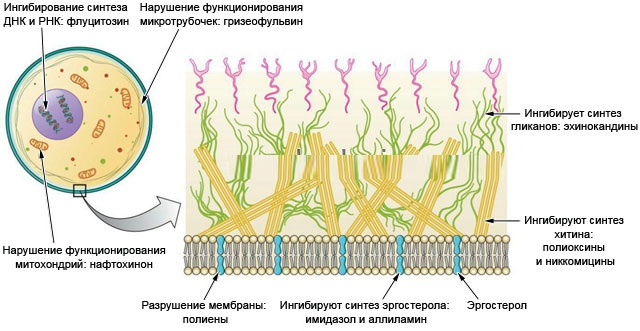 Клотримазол (Clotrimazolum) свечи при беременности 1-2-3 триместр. Инструкция по применению, аналоги