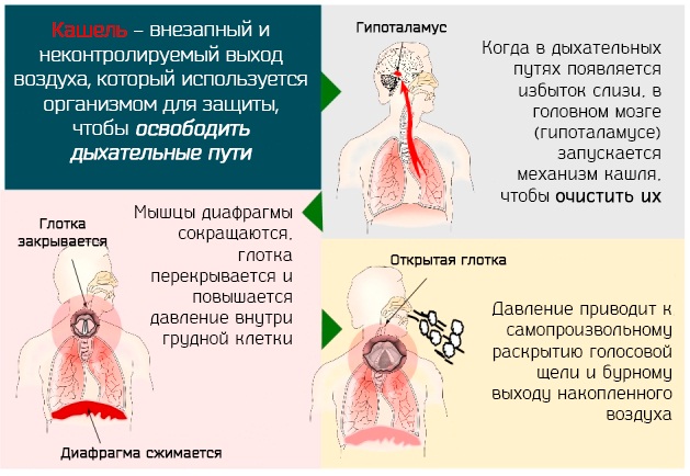 Нижние дыхательные пути. Что это такое, что включают в себя, строение, функции, болезни, симптомы
