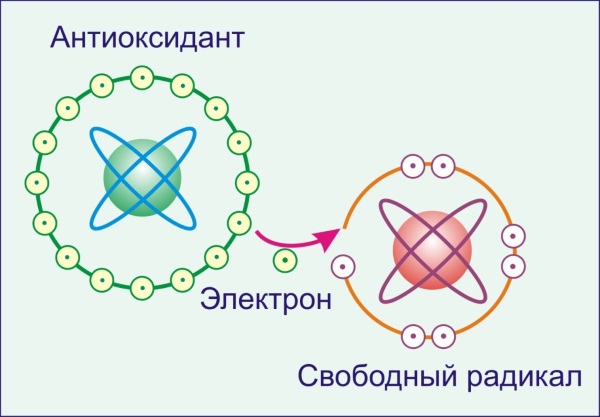 Лидаза свечи. Инструкция по применению, цена, аналоги, отзывы