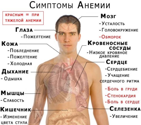 Лимфоциты повышены у ребенка в крови, нейрофилы понижены. О чем это говорит, норма по возрасту, таблица. Причины, симптомы