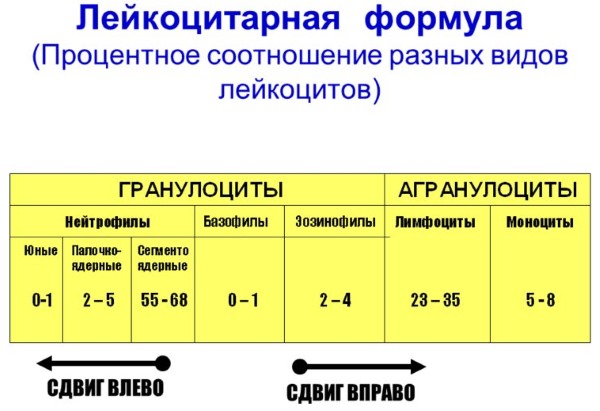 Лимфоциты повышены у ребенка в крови, нейрофилы понижены. О чем это говорит, норма по возрасту, таблица. Причины, симптомы
