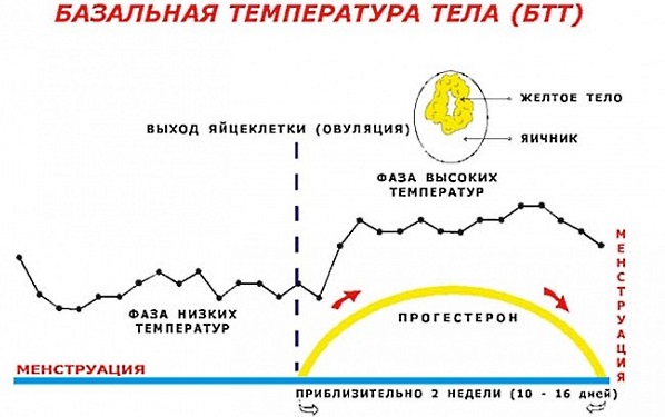 Лютеиновая фаза: что это, какой день менструального цикла, норма прогестерона у женщин, как рассчитать