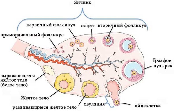 Лютеиновая фаза: что это, какой день менструального цикла, норма прогестерона у женщин, как рассчитать