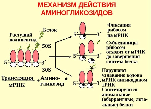 Тобрамицин (Tobramycin) глазные капли. Инструкция по применению, цена