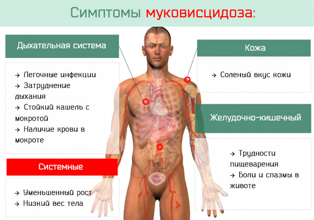 Нижние дыхательные пути. Что это такое, что включают в себя, строение, функции, болезни, симптомы