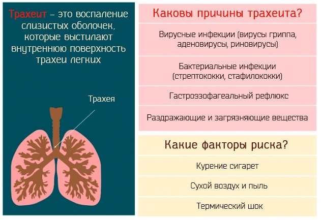 Нижние дыхательные пути. Что это такое, что включают в себя, строение, функции, болезни, симптомы