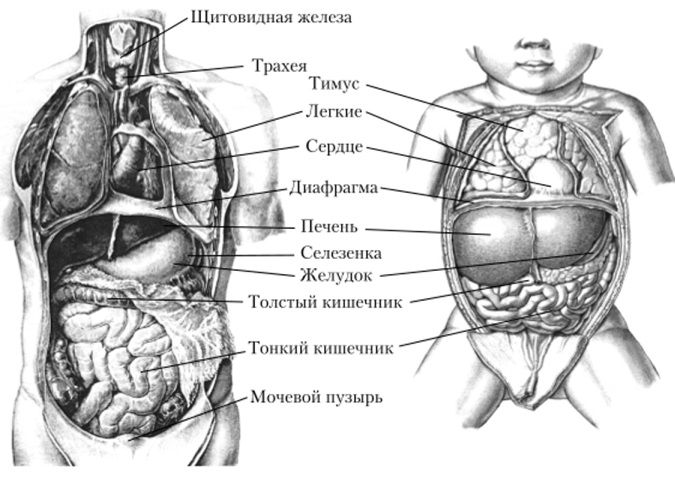 Неонатальный период. Это какой возраст, сколько длится, характеристика