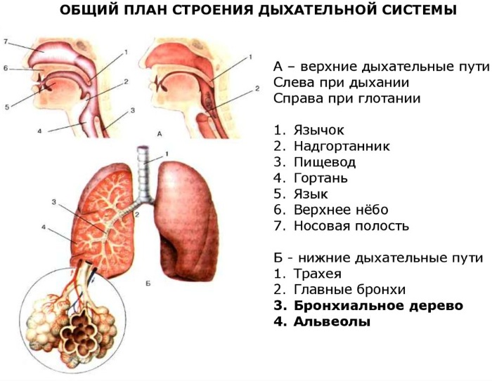 Нижние дыхательные пути. Что это такое, что включают в себя, строение, функции, болезни, симптомы