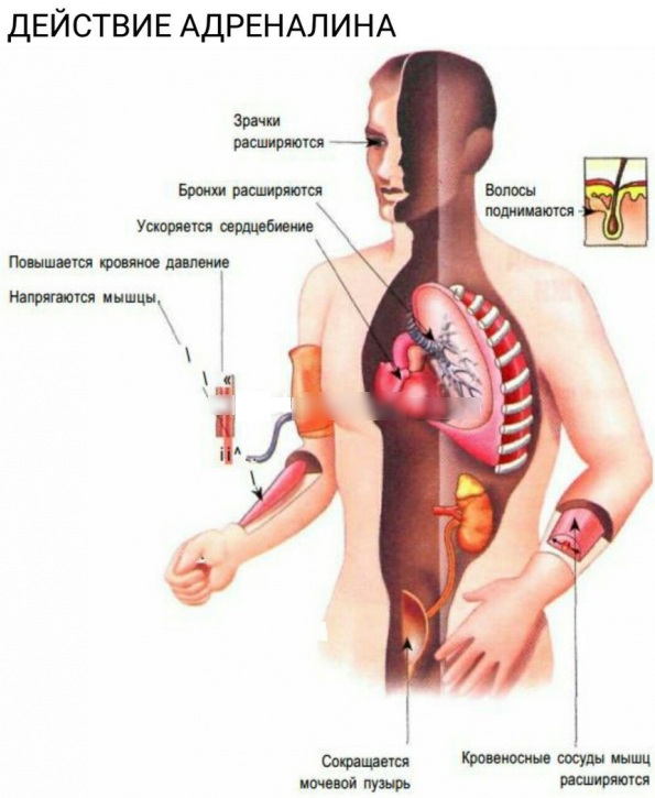 Гнев в психологии. Что это такое, функции, как управлять, избавиться