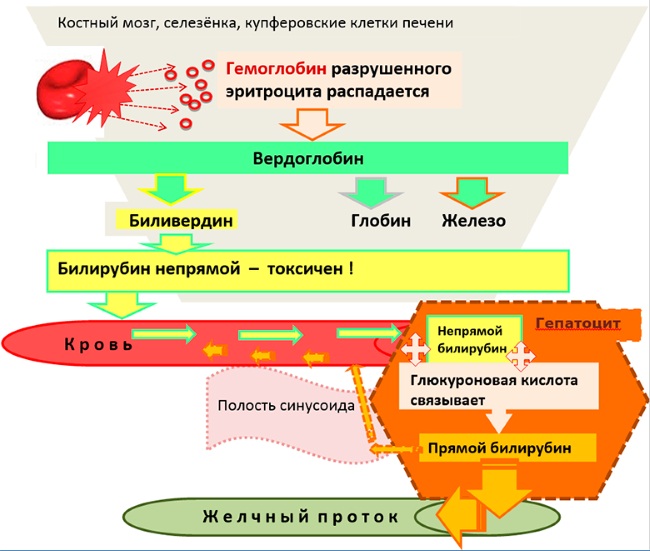 Норма билирубина у новорожденных, таблица предела в крови, анализ, причины, последствия повышенного, как снизить, лечение
