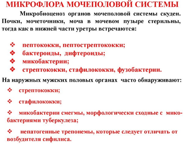 Парауретральные железы у женщин, мужчин. Что это такое, где находятся, функции