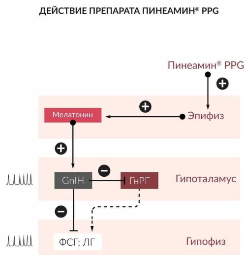 Пинеамин: препарат для лечения климакса. Инструкция по применению, цена, аналоги
