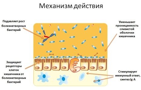 Пищевое отравление у ребенка. Симптомы и лечение в домашних, амбулаторных условиях с температурой, рвотой, без поноса. Лекарства, диета