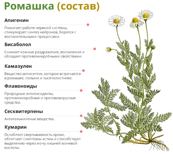 Полезные свойства ромашки аптечной. Как приготовить отвар (настой), лечение