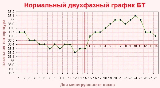 Цикл у женщин. Как считать овуляцию правильно