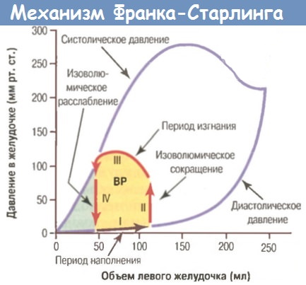 Преднагрузка и постнагрузка сердца. Что это такое, определение, лечение