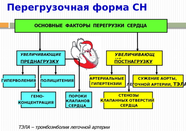 Преднагрузка и постнагрузка сердца. Что это такое, определение, лечение