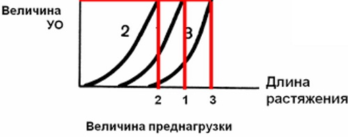 Преднагрузка и постнагрузка сердца. Что это такое, определение, лечение