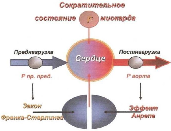 Преднагрузка и постнагрузка сердца. Что это такое, определение, лечение
