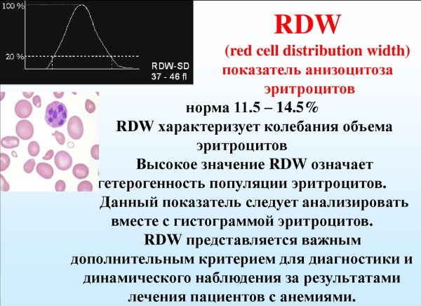 Rdw в анализе крови. Что это такое, норма, расшифровка