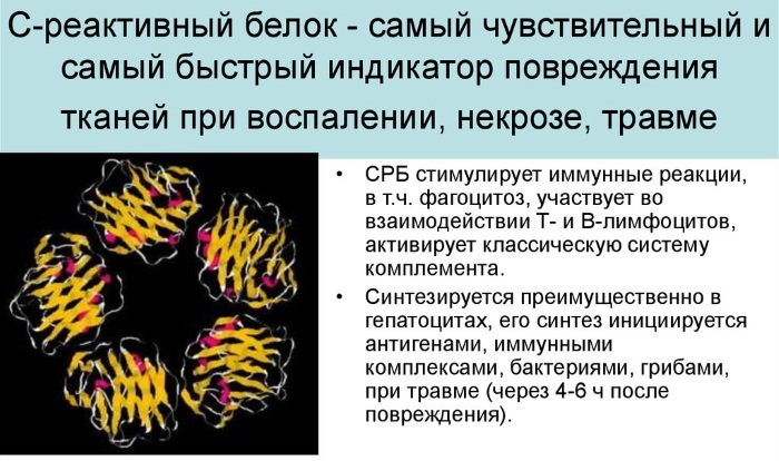 С-реактивный белок. Что это такое, норма по возрасту. Что значит повышен, отрицательный, положительный, ультрачувствительный