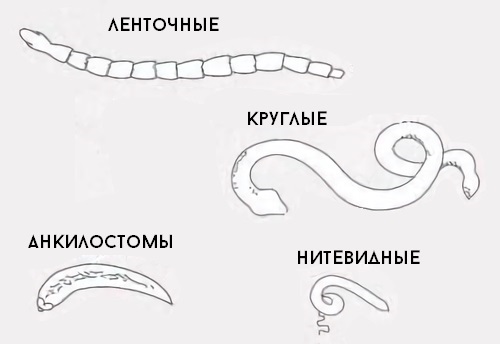 Симптомы глистов у взрослого человека в кишечнике, признаки. Диагностика, лечение народными средствами, препараты