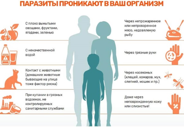 Симптомы глистов у взрослого человека в кишечнике, признаки. Диагностика, лечение народными средствами, препараты