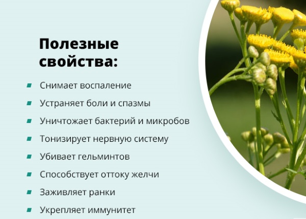 Симптомы глистов у взрослого человека в кишечнике, признаки. Диагностика, лечение народными средствами, препараты