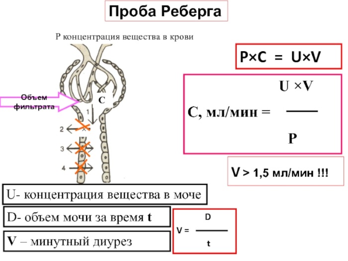 СКФ норма у женщин, мужчин, детей по возрасту. Таблица