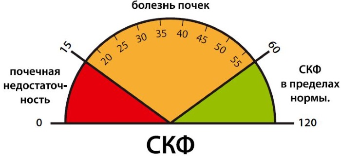 СКФ норма у женщин, мужчин, детей по возрасту. Таблица