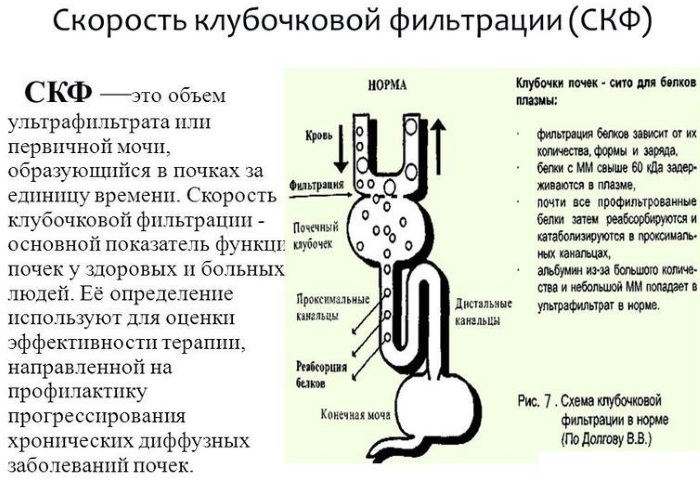 СКФ норма у женщин, мужчин, детей по возрасту. Таблица