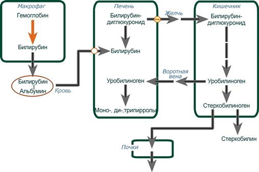 Стеркобилин в кале положительный. Что это значит, реакция