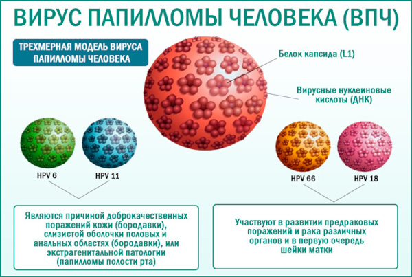 Таблетки от бородавок и папиллом. Лекарство от папиломовирусной инфекции, препараты