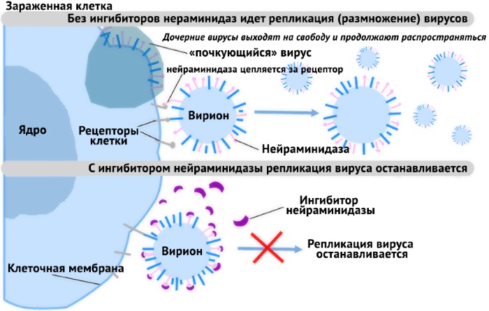 Тамифлю (Tamiflu) для детей. Инструкция по применению, цена, отзывы