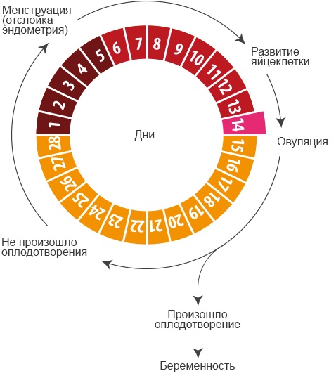 Цикл у женщин. Как считать овуляцию правильно