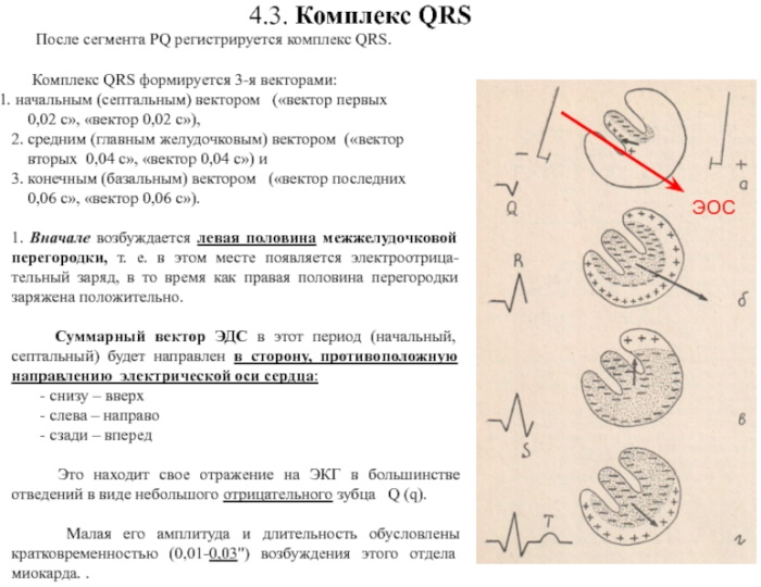 Угол альфа (α, ЭОС, электрическая ось сердца) на ЭКГ. Норма у взрослых, детей, как определить
