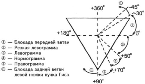 Угол альфа (α, ЭОС, электрическая ось сердца) на ЭКГ. Норма у взрослых, детей, как определить