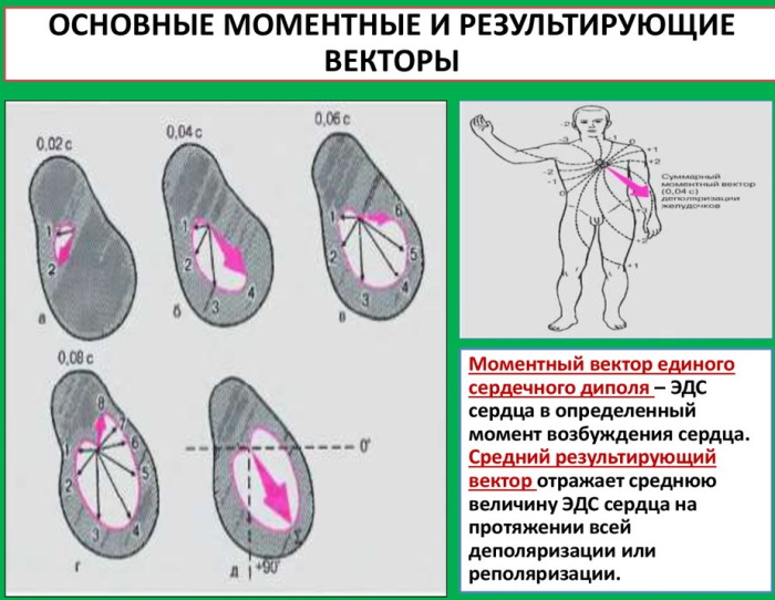 Угол альфа (α, ЭОС, электрическая ось сердца) на ЭКГ. Норма у взрослых, детей, как определить
