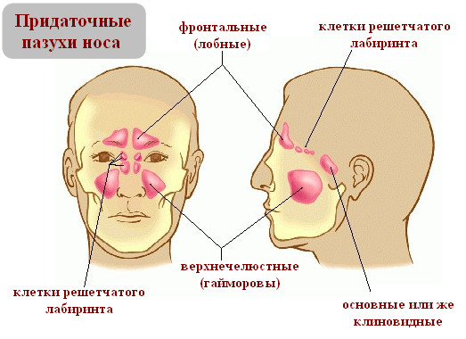 Утолщение слизистой оболочки верхнечелюстных пазух, ячеек решетчатого лабиринта. Что это, лечение