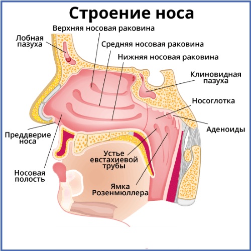 Утолщение слизистой оболочки верхнечелюстных пазух, ячеек решетчатого лабиринта. Что это, лечение