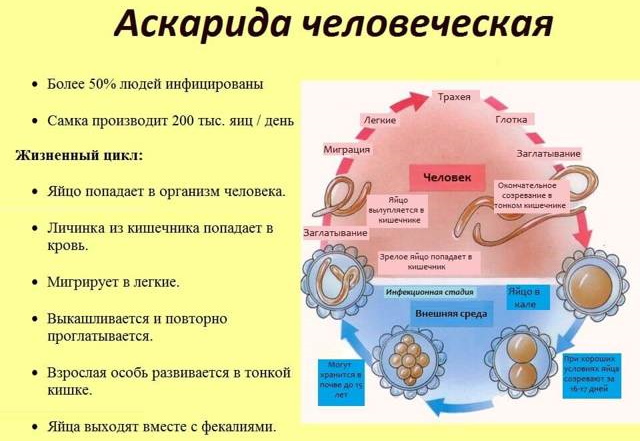 Заболевания печени и желчного пузыря. Симптомы, лечение
